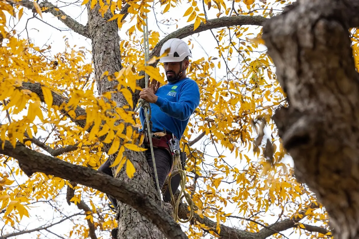 Skilled Tree Transplanting crew working in Gap Mills